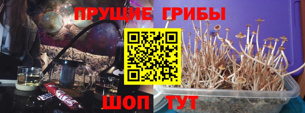 Галлюциногенные грибы Psilocybine cubensis Ростов-на-Дону